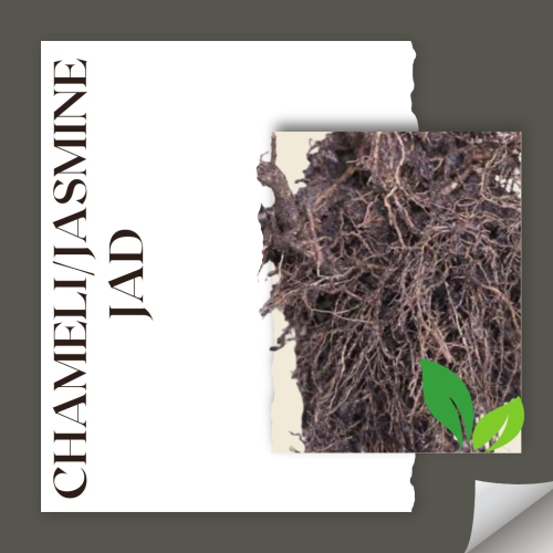 Chameli/Jasmine Jad