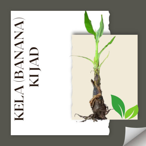 Kela (Banana) ki Jad