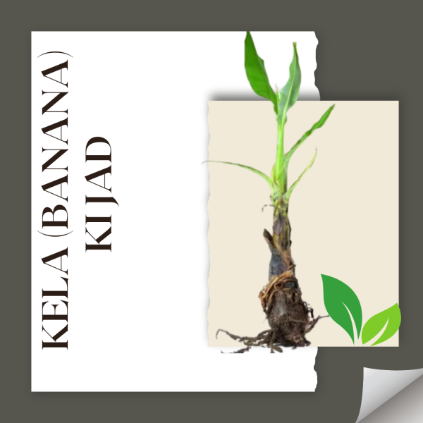 Kela (Banana) ki Jad