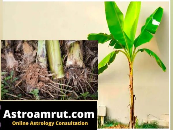 Kela (Banana) ki Jad