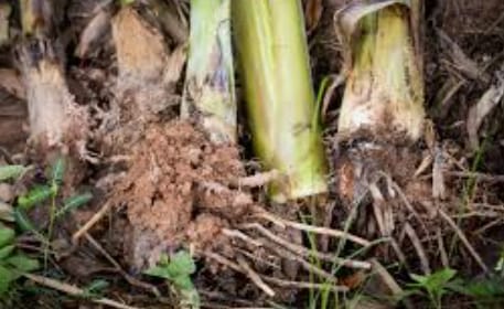 Kela (Banana) ki Jad