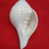 Shankha - दक्षिणावर्ती (dakshinaavartee)