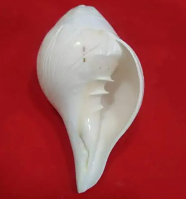Shankha - दक्षिणावर्ती (dakshinaavartee)