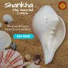 Shankha - दक्षिणावर्ती (dakshinaavartee)