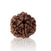 Chhah Mukhi/ Six Faced Rudraksha