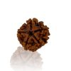 Panch Mukhi/ Five Faced Rudraksha