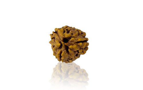 Teen Mukhi / Three Faced Rudraksha