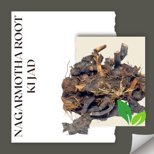 Nagarmotha Root