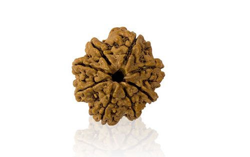 Aath Mukhi/ Eight Faced Rudraksha