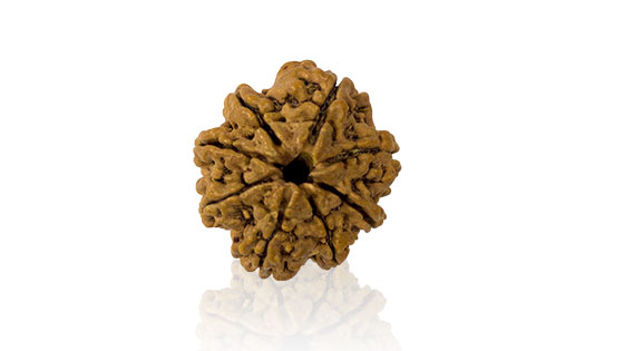 Aath Mukhi/ Eight Faced Rudraksha