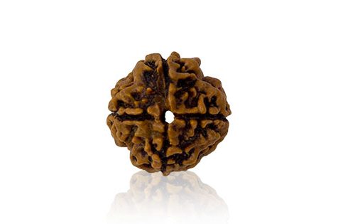 Chaar Mukhi/ Four faced Rudraksha