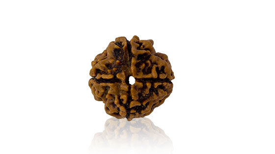 chaar-mukhi-rudraksha.jpg Chaar Mukhi/ Four faced Rudraksha