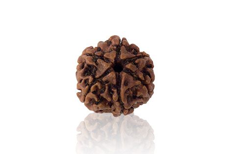 Chhah Mukhi/ Six Faced Rudraksha