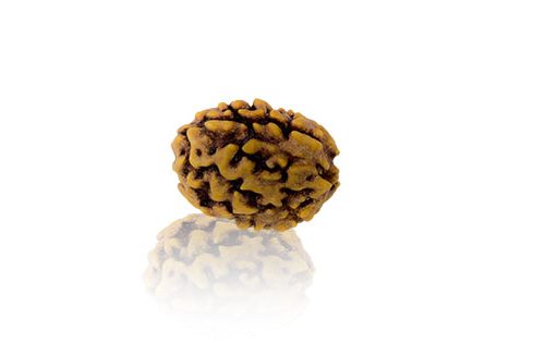 do-mukhi-rudraksha.jpg Do Mukhi / Two faced Rudraksha