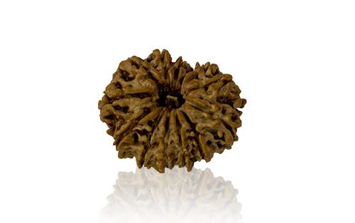Dus Mukhi / Ten Faced Rudraksha