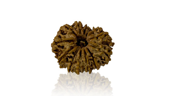 dus-mukhi-rudraksha.jpg Dus Mukhi / Ten Faced Rudraksha