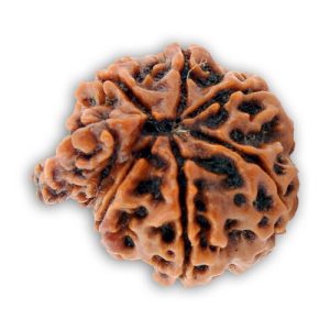 Ganesh Mukhi Rudraksh