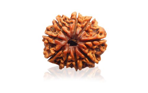 Nau Mukhi/ Nine Faced Ruadraksha