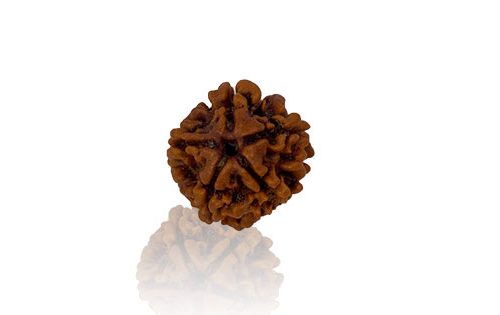 panch-mukhi-rudraksha.jpg Panch Mukhi/ Five Faced Rudraksha