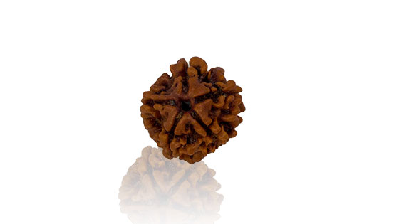 panch-mukhi-rudraksha.jpg Panch Mukhi/ Five Faced Rudraksha