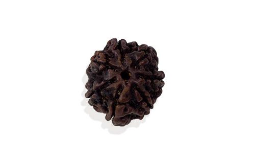 Saat Mukhi/ Seven Faced Rudraksha