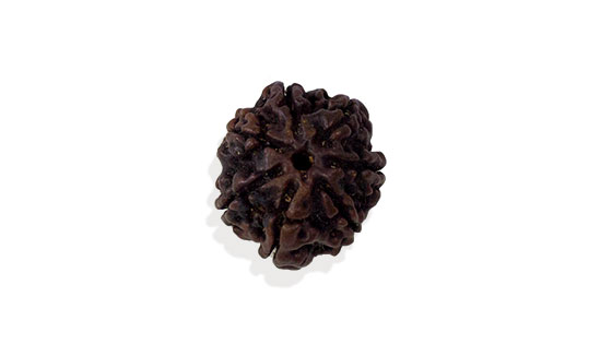 saat-mukhi-rudraksha.jpg Saat Mukhi/ Seven Faced Rudraksha