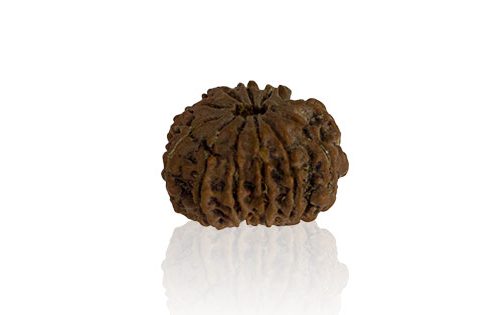 Terah Mukhi/ Thirteen Faced Rudraksha